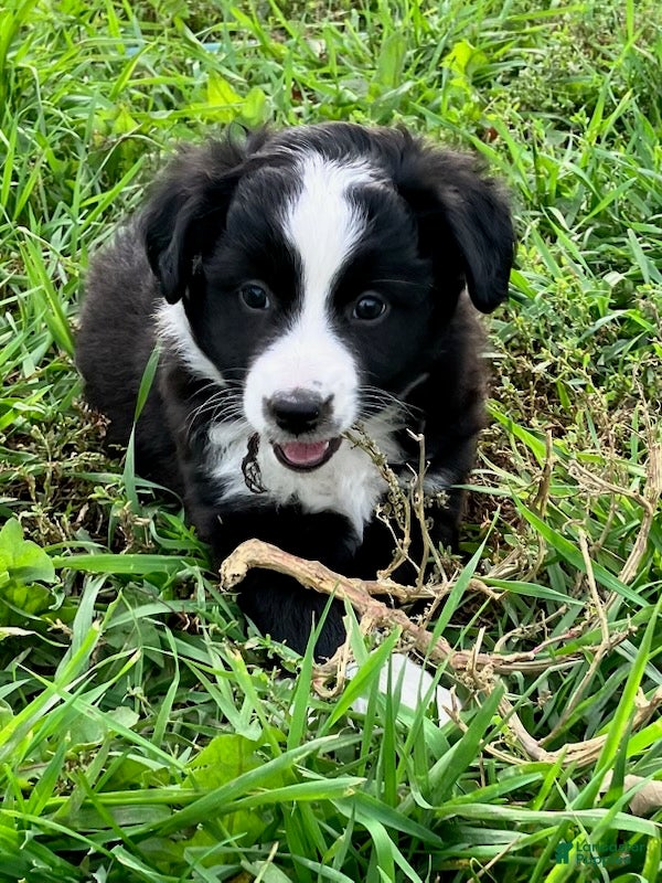 Miniature Australian Shepherd dogs for sale: Dolly - Ad 2