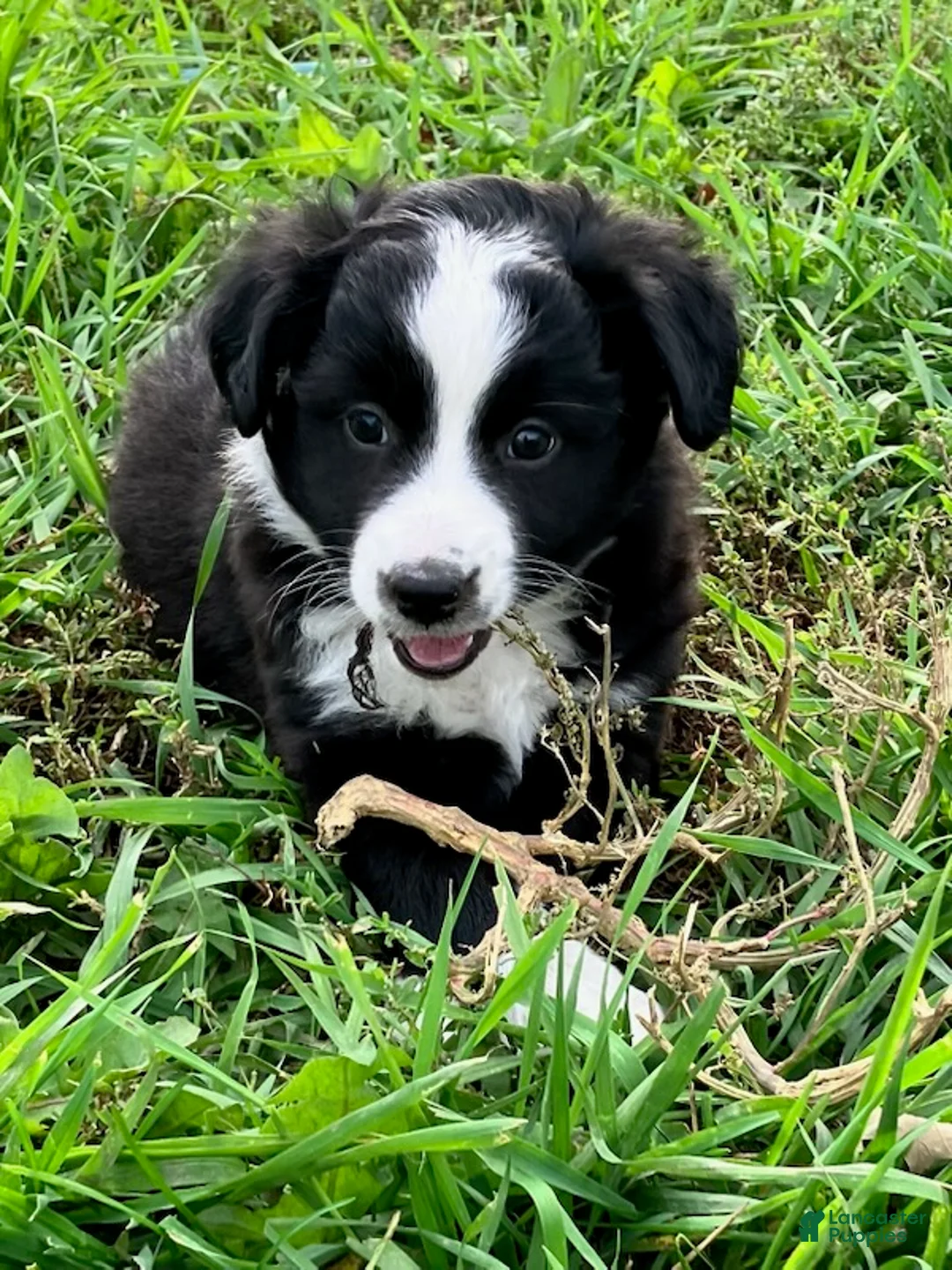 Miniature Australian Shepherd dogs for sale: Dolly - Ad 2