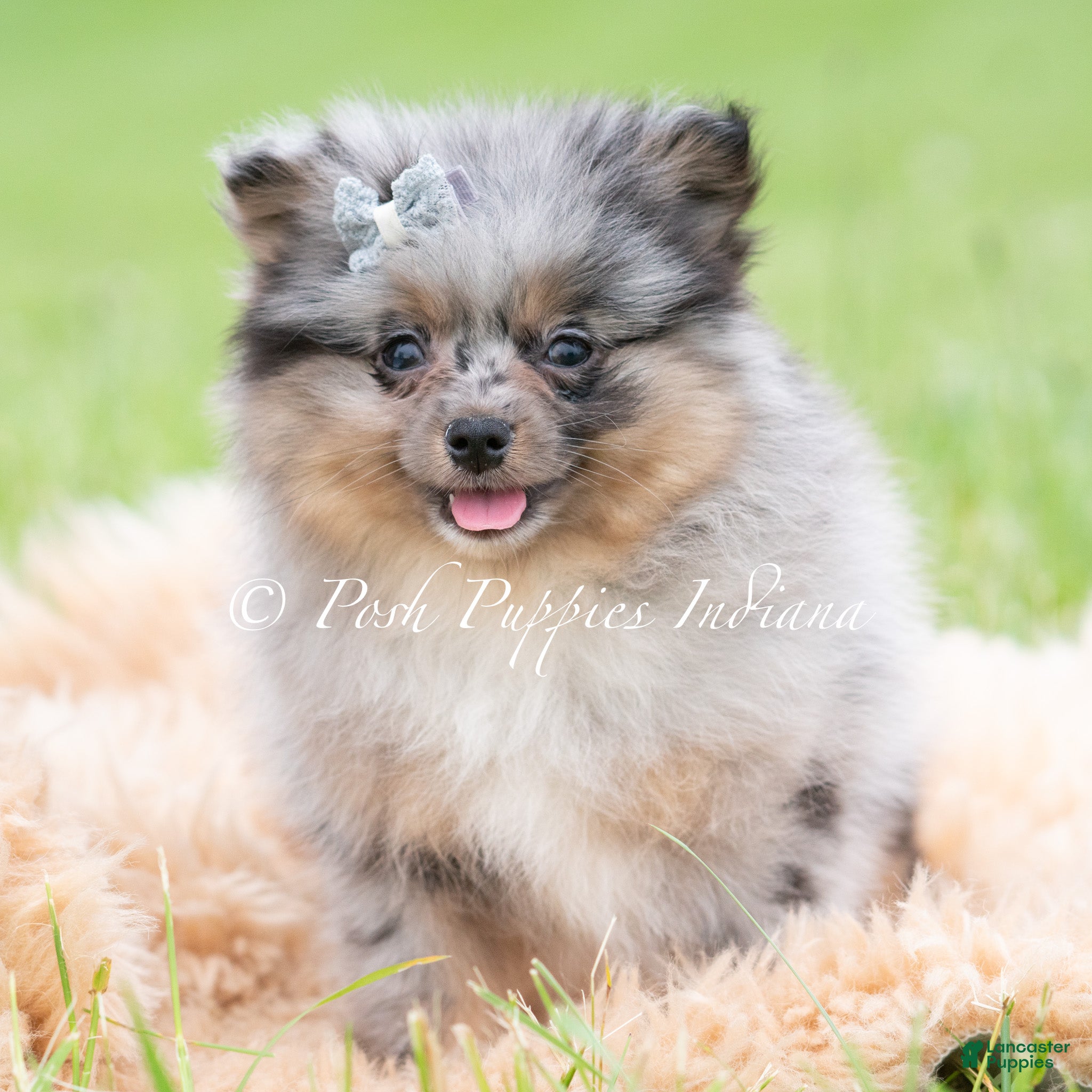 Pomeranian dogs Cullen AKC - Ad 18