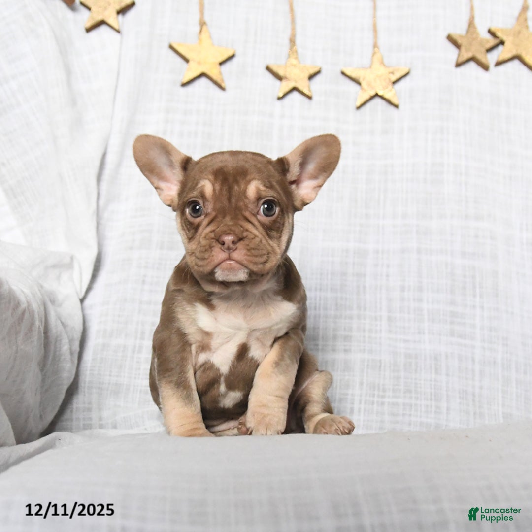 Frenchton dogs for sale: Jewel - Ad 2