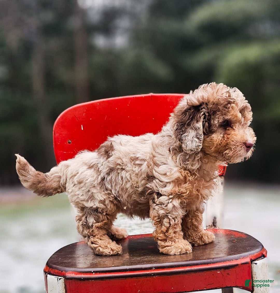 Miniature Poodle dogs for sale: Molly - Ad 6