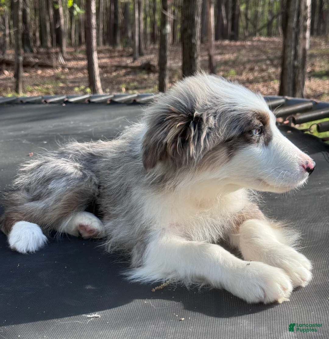 Australian Shepherd dogs for sale: Australian Shepherd Puppy - Tan Collar - Ad 2