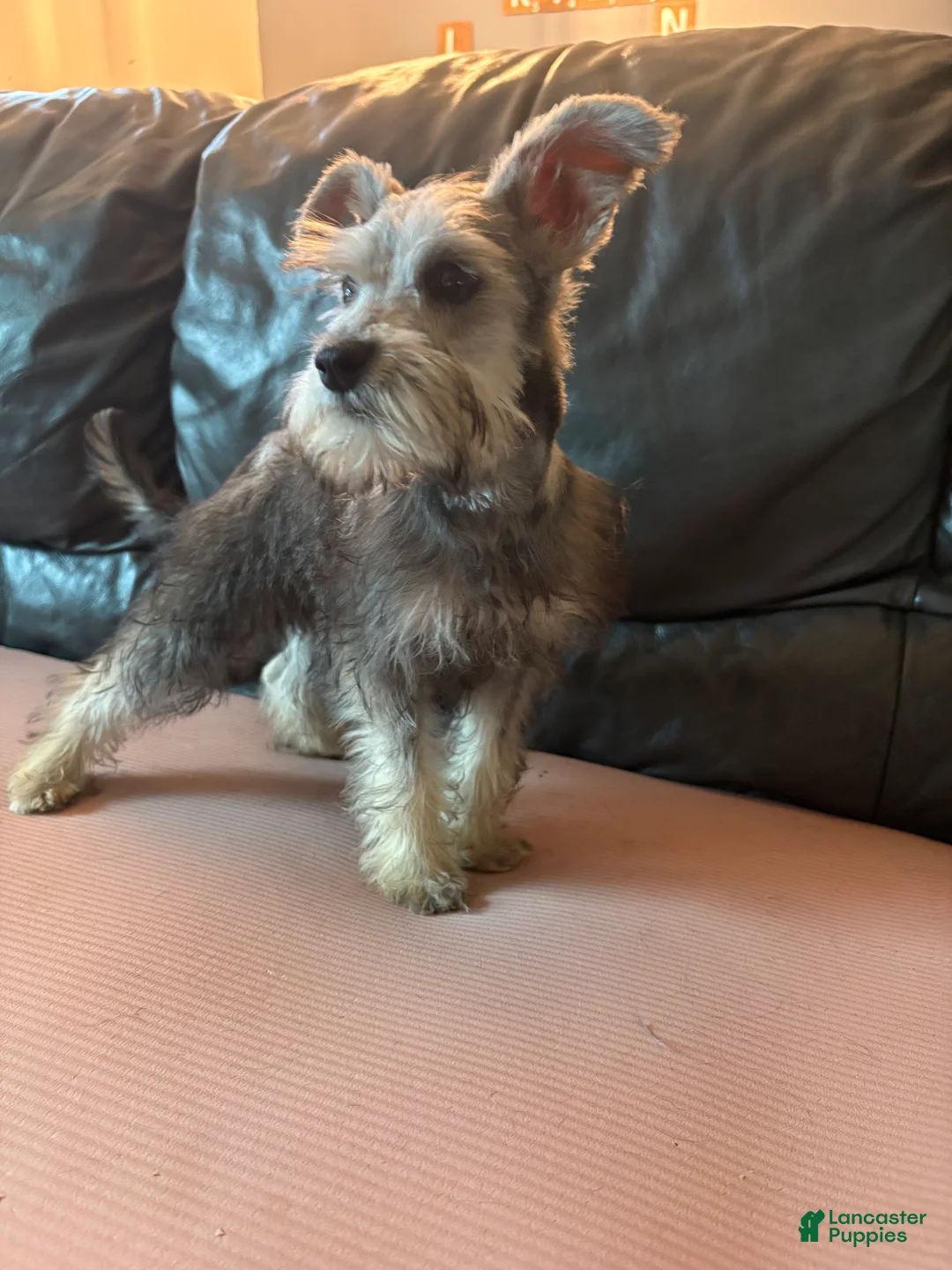Miniature Schnauzer dogs for sale: Chad - Ad 2