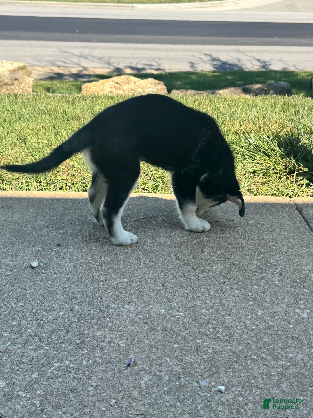 Mixed Breed dogs for sale: Kuta  - Ad 1