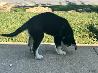 Mixed Breed dogs Kuta - Ad 21