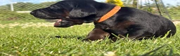 Mixed Breed dogs for sale: Slade - Ad 4
