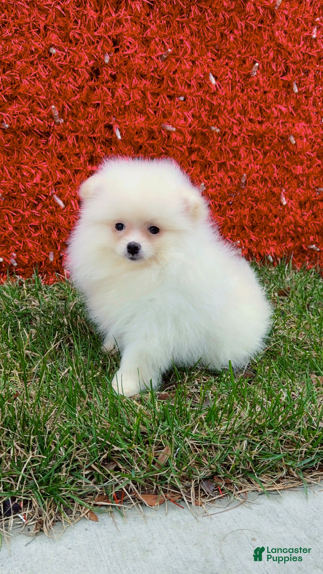 Pomeranian dogs for sale: Pomeranian Puppy cuddles  - Ad 1
