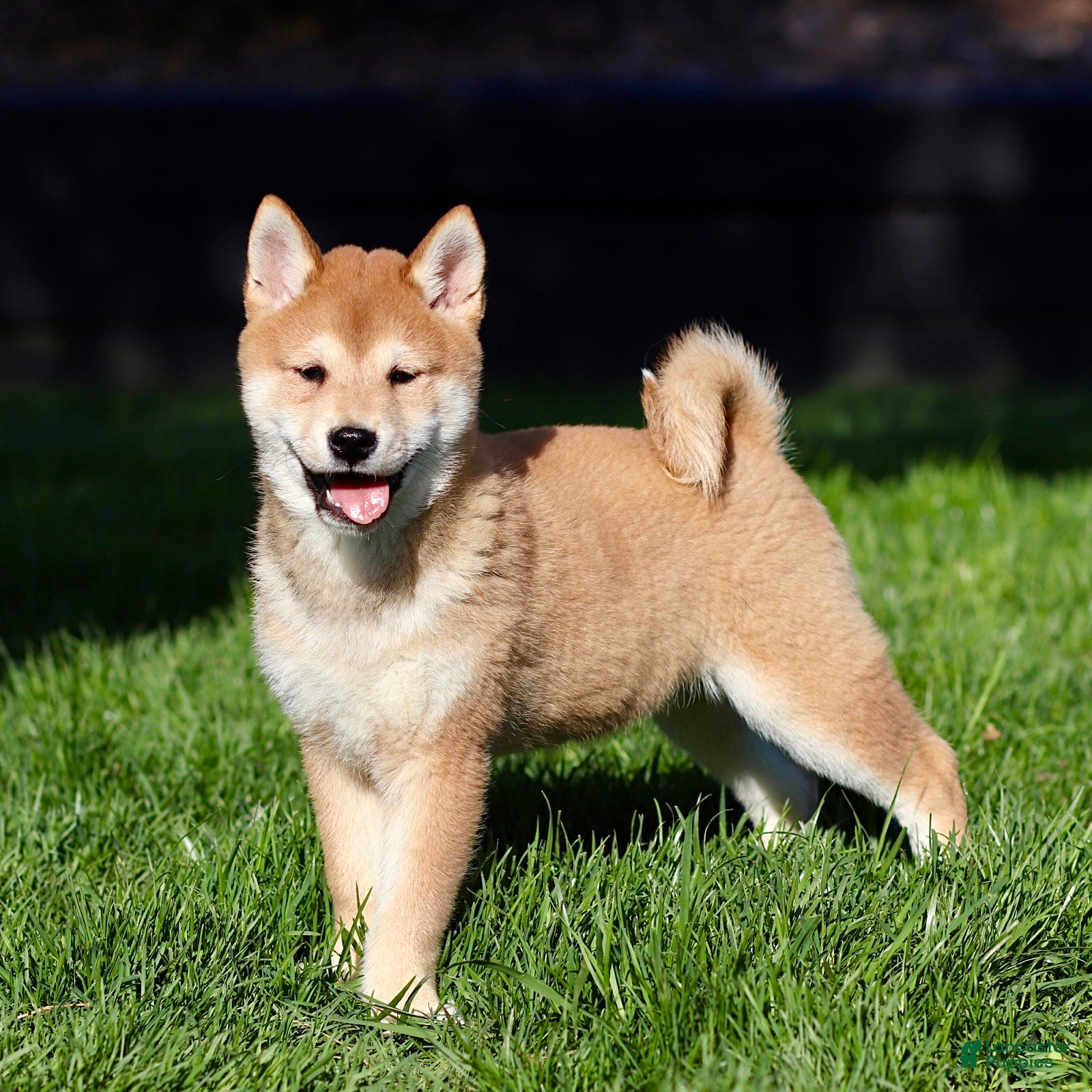 Shiba Inu dogs Gaston - Ad 1