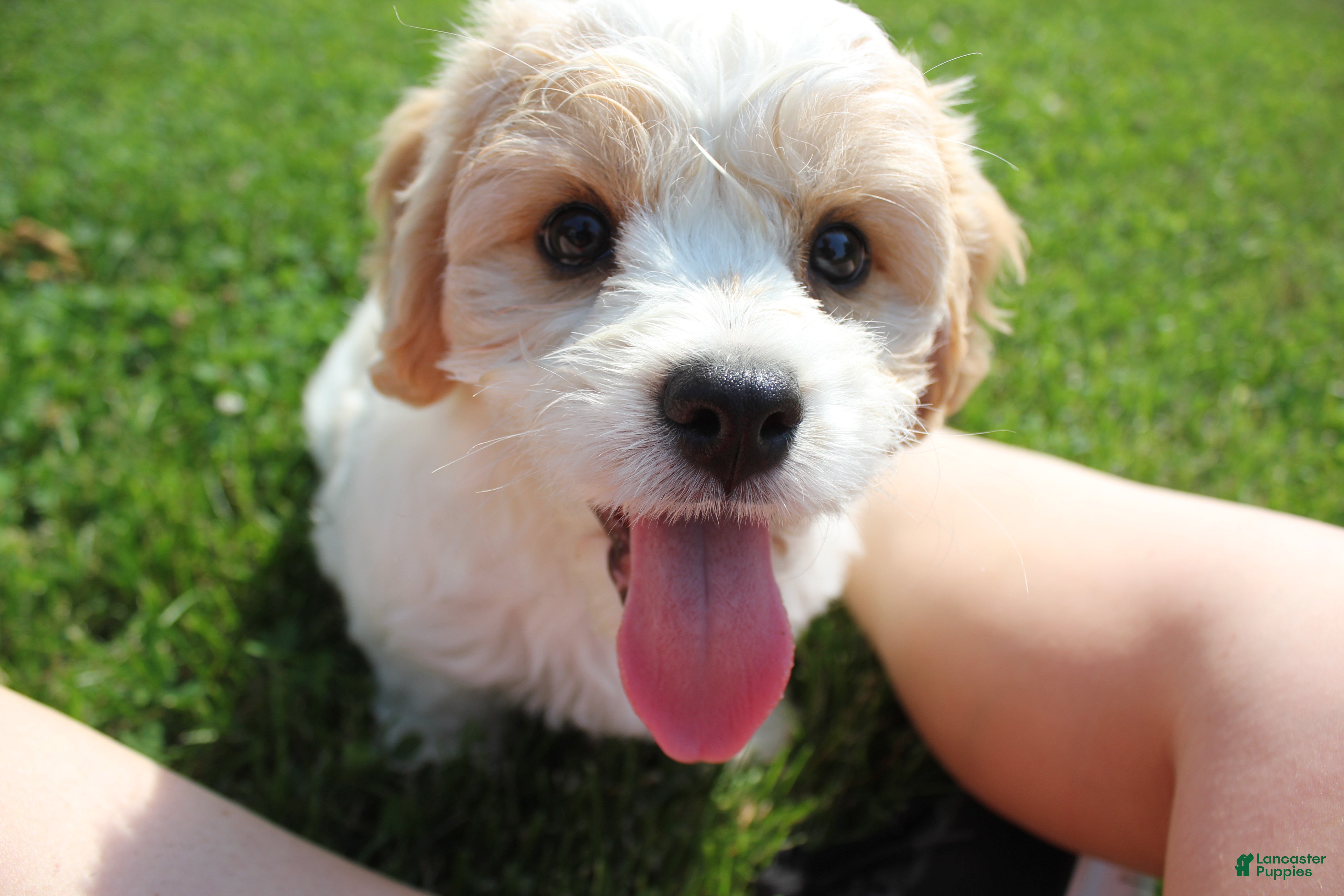 Cavachon dogs Apollo - Ad 1