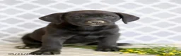 Mixed Breed dogs for sale: Reba - Ad 5