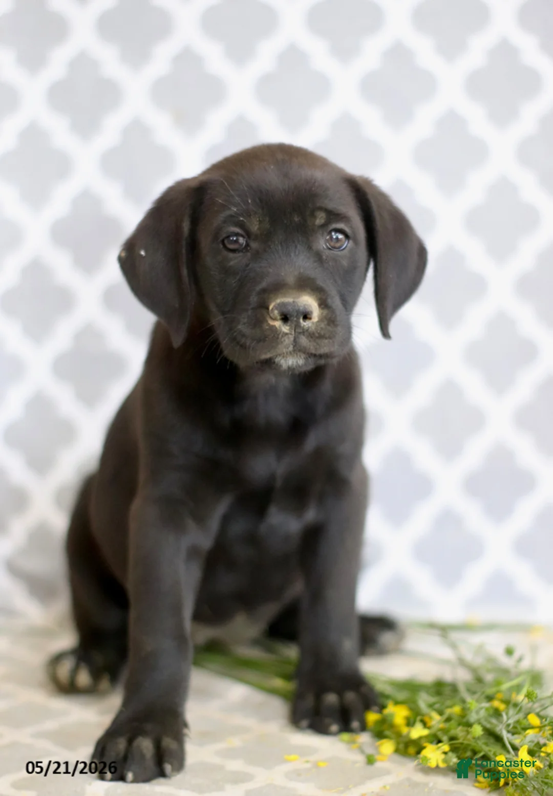 Mixed Breed dogs for sale: Reba - Ad 5