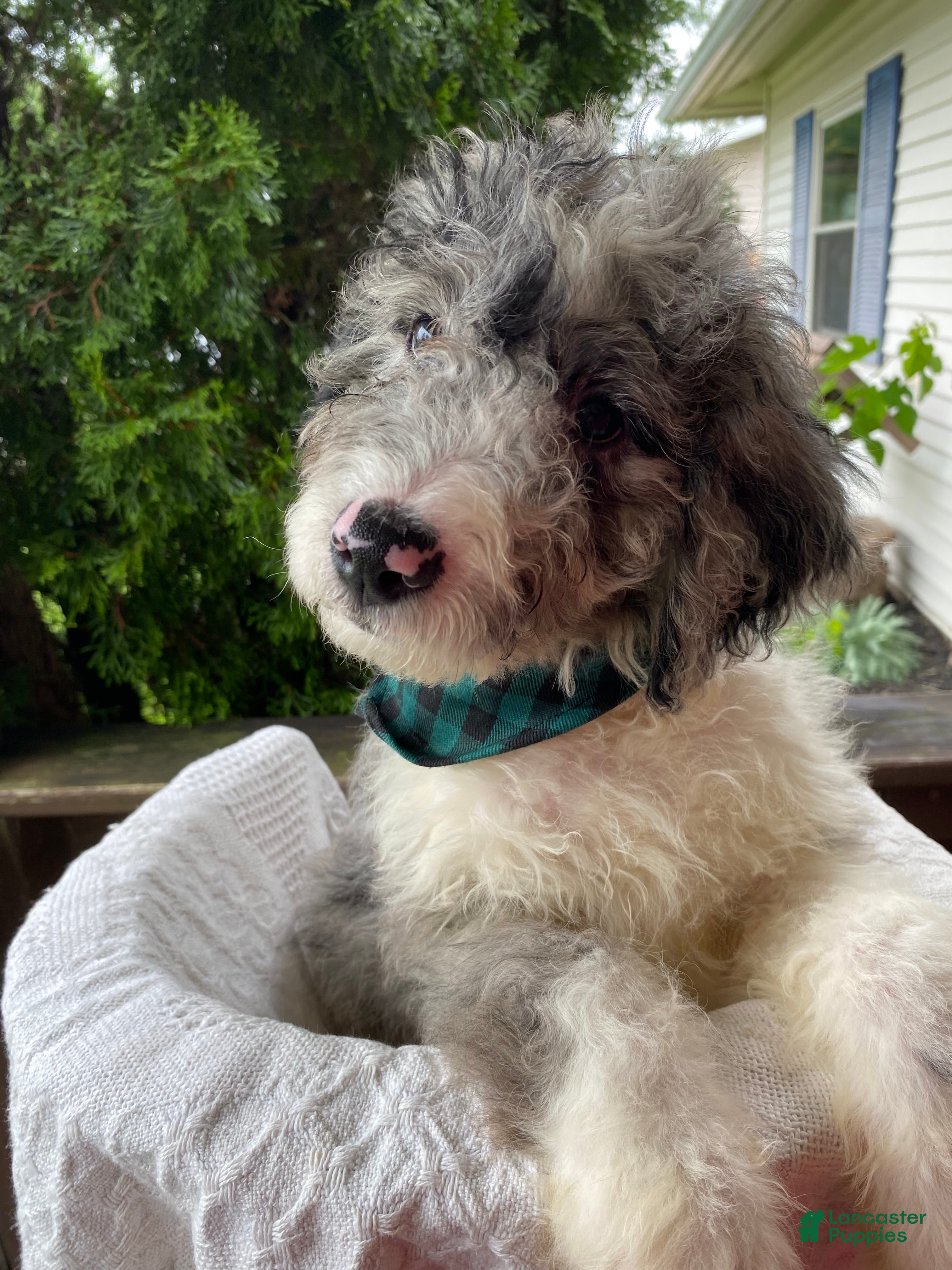 Aussiedoodle dogs Aussiedoodle 2 - Ad 26