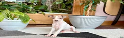 Italian Greyhound dogs for sale: Italian Greyhound female 3 white and fawn  - Ad 7