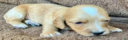 Miniature Dachshund dogs for sale: PAWS UP, IT’S GOOD!  - Ad 5