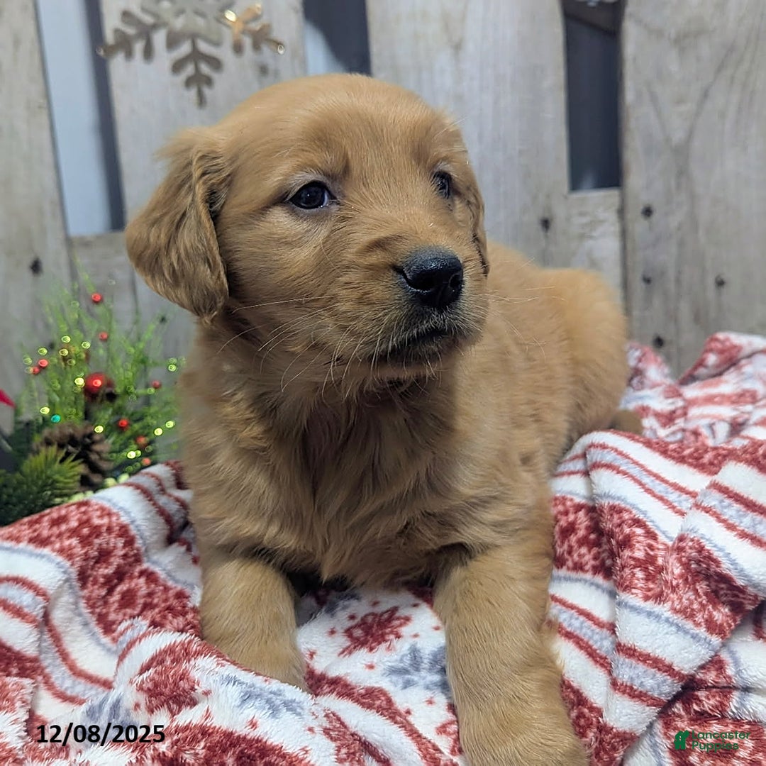Golden Retriever dogs for sale: Peppermint - Ad 4