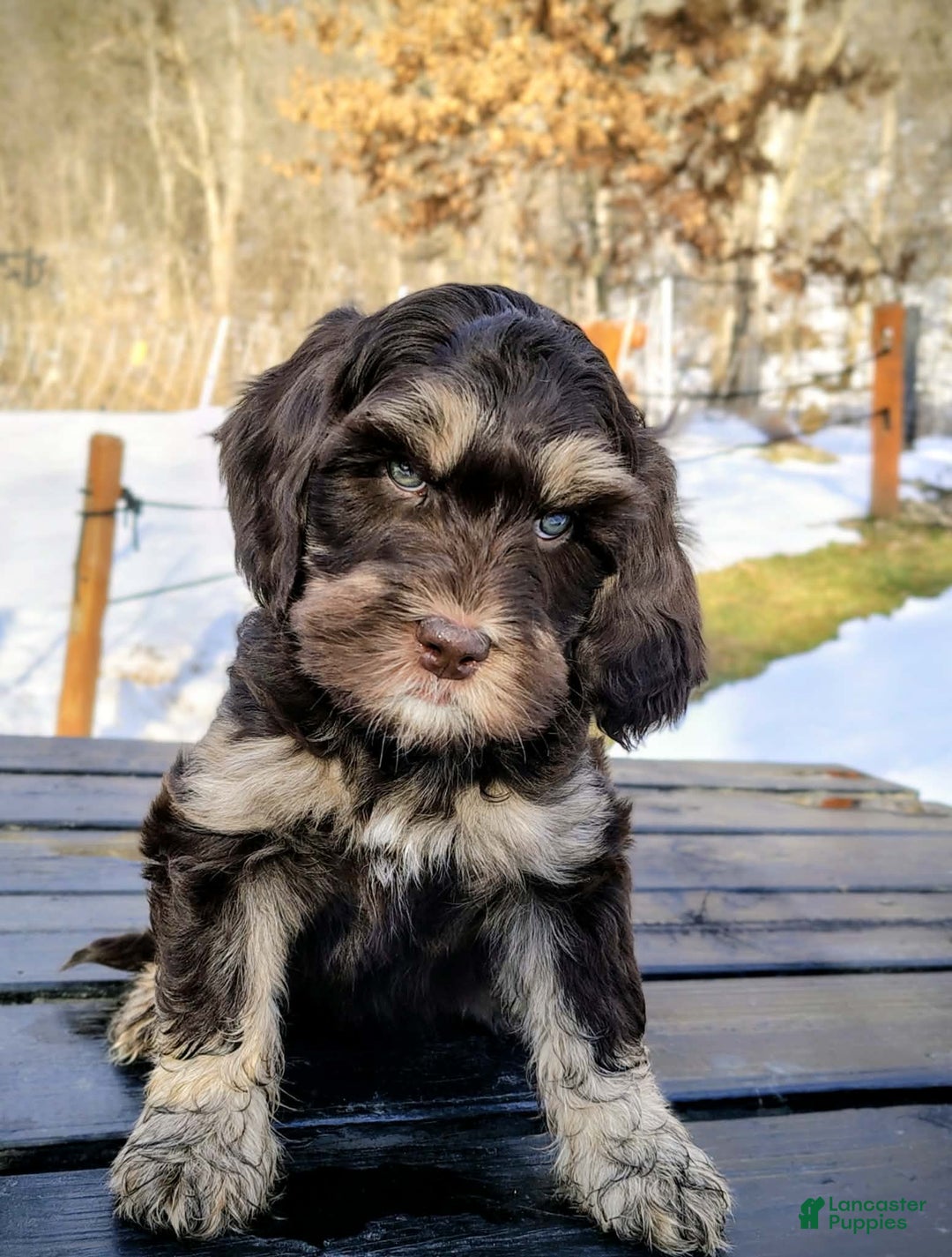 Mixed Breed dogs for sale: Buzz  male cavadoodle  - Ad 2