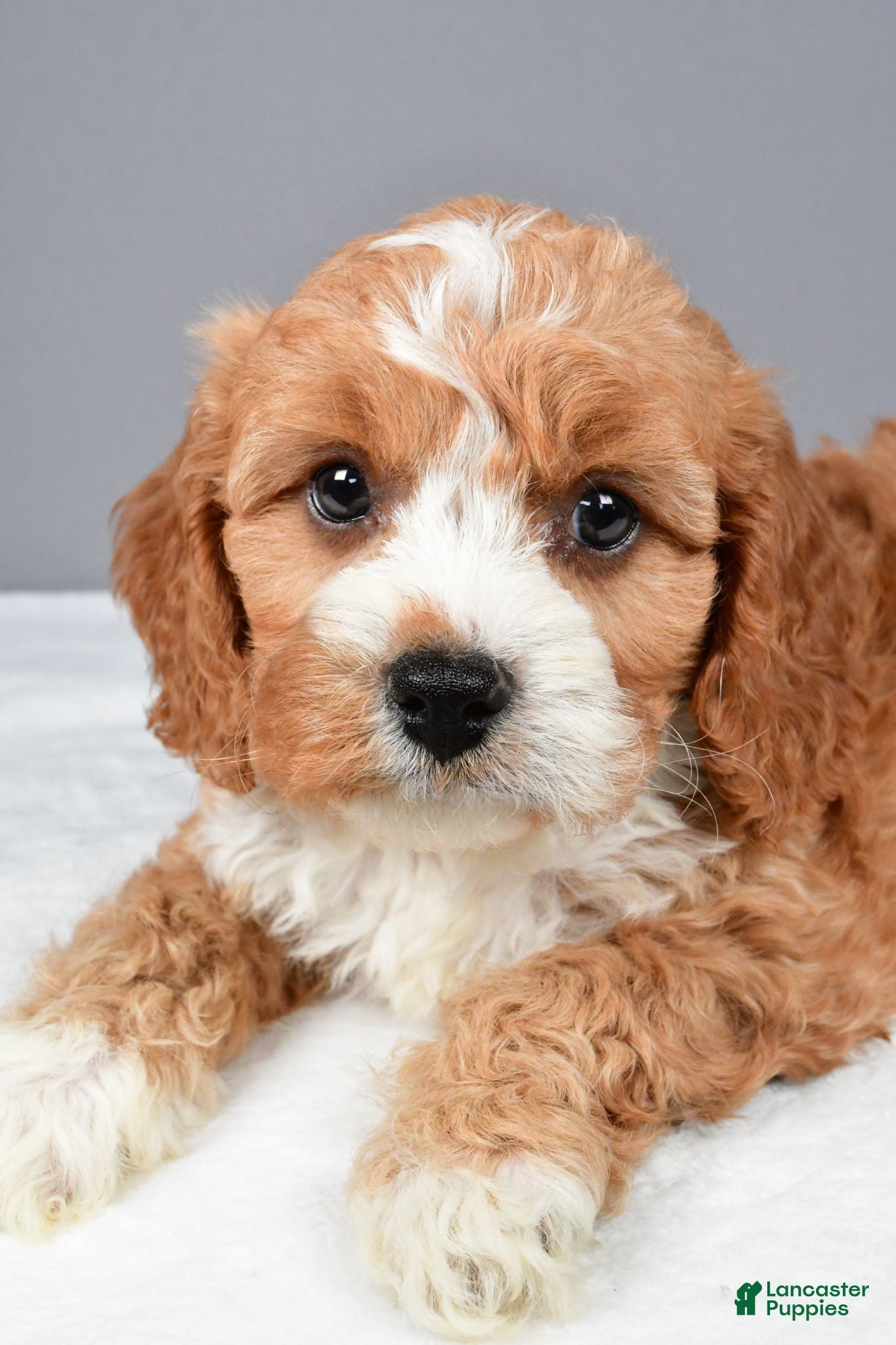 Cavapoo dogs Eddie - Ad 2