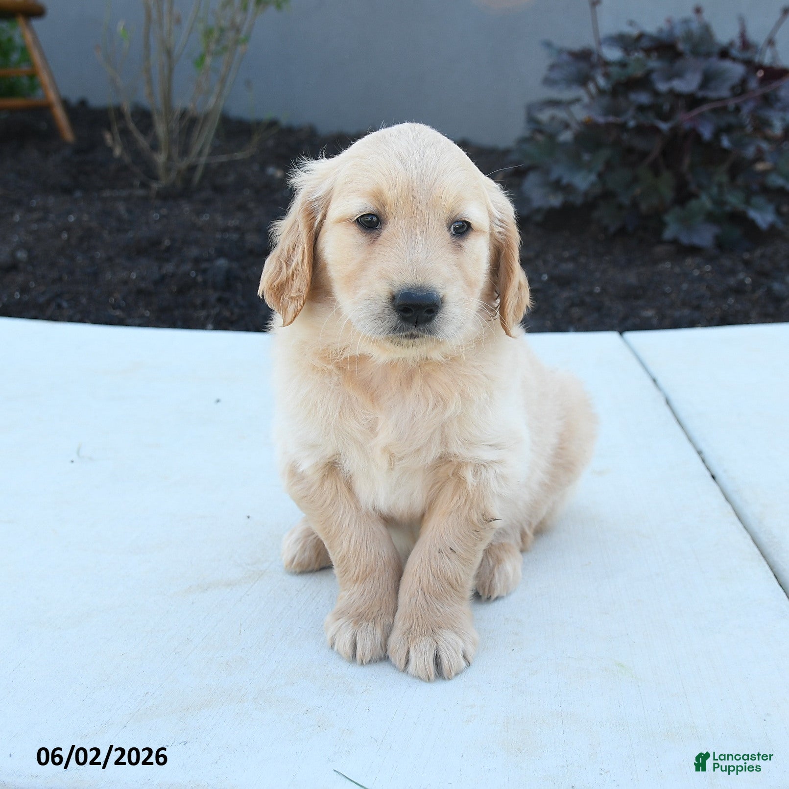 Golden Retriever dogs for sale: Wade - Ad 4