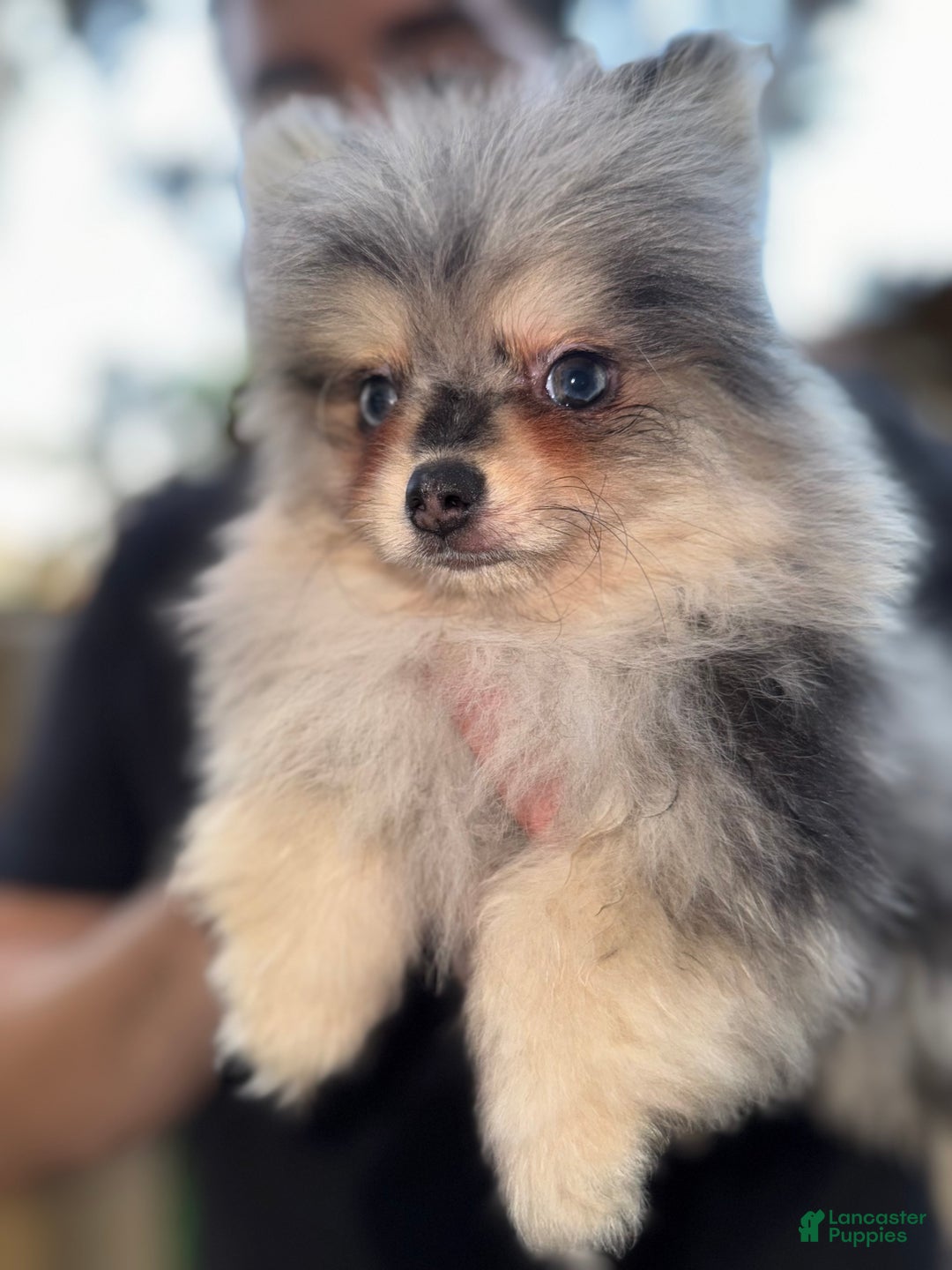 Pomeranian dogs for sale: Lou Lou  - Ad 2