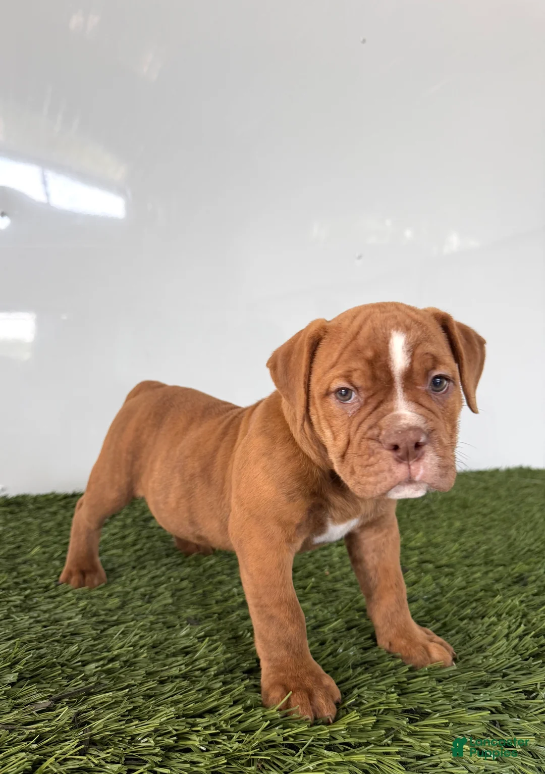 Olde English Bulldogge dogs for sale: Nate - Ad 2