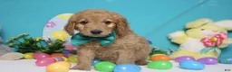 Goldendoodle dogs for sale: Dew - Ad 6
