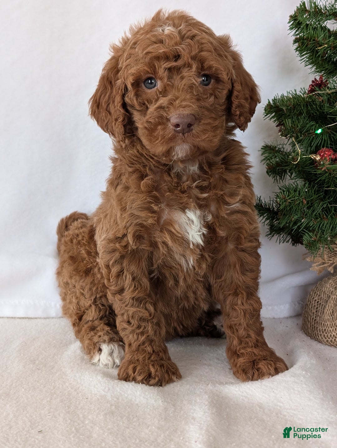 Goldendoodle dogs for sale: Porter  - Ad 3
