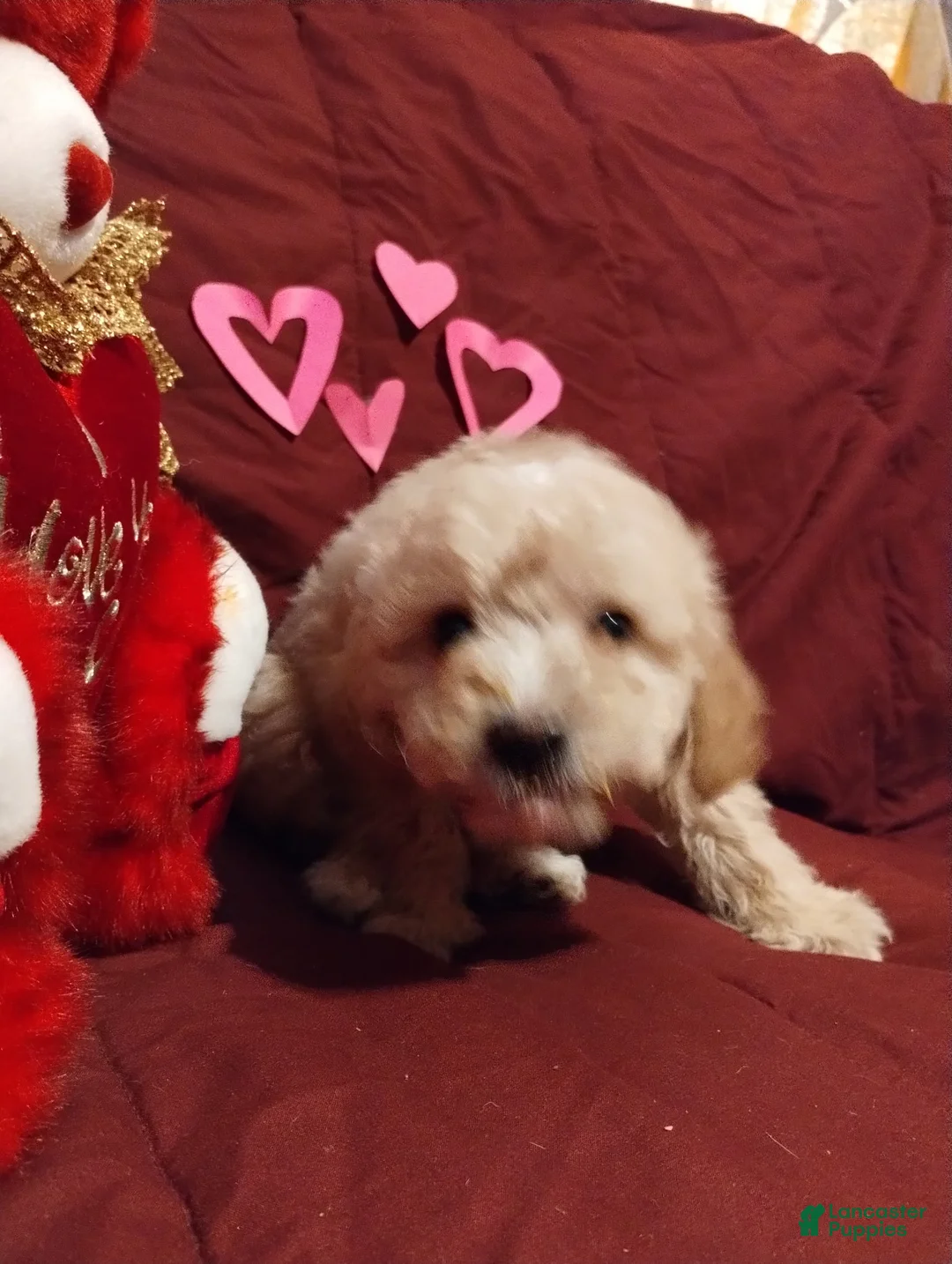 Cavapoochon dogs for sale: Teddy - Ad 3