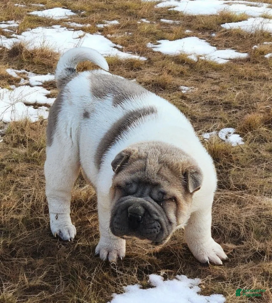 Shar Pei dogs for sale: Isabella mini flower  - Ad 1