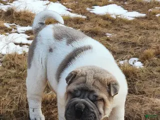 Shar Pei dogs Isabella mini flower - Ad 3