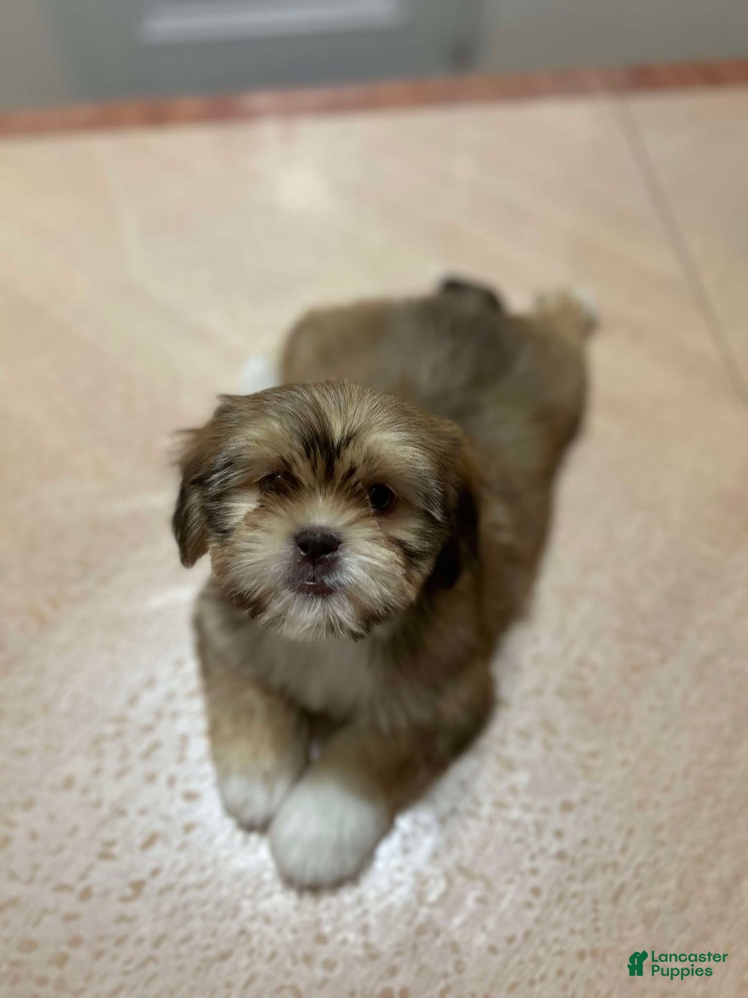 Shih Tzu dogs for sale: Jess - Ad 2