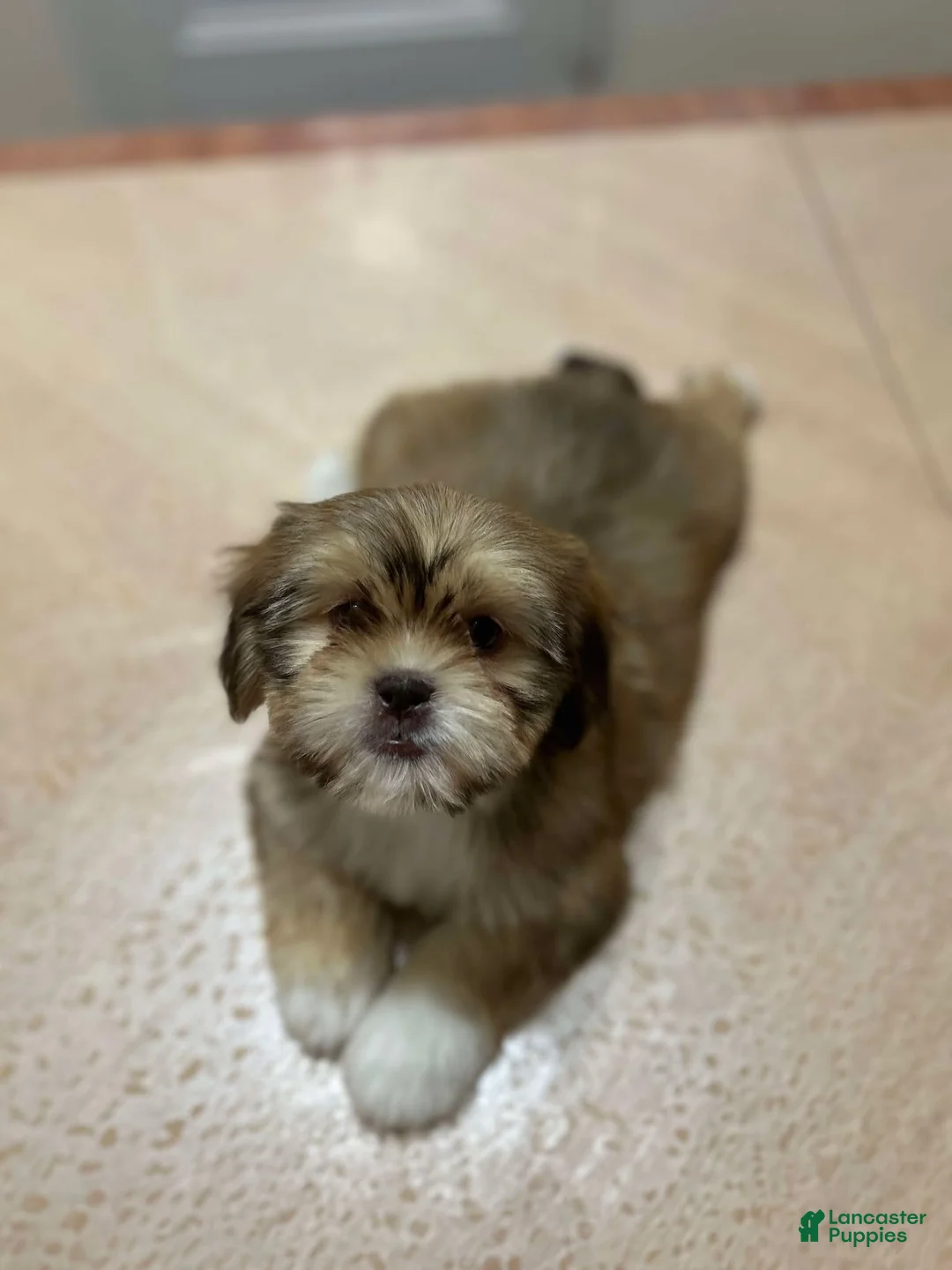 Shih Tzu dogs for sale: Jess - Ad 2