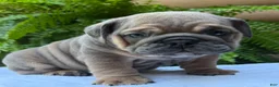 English Bulldog dogs for sale: Milo  - Ad 2