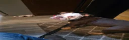 English Bulldog dogs for sale: Rubble  - Ad 5