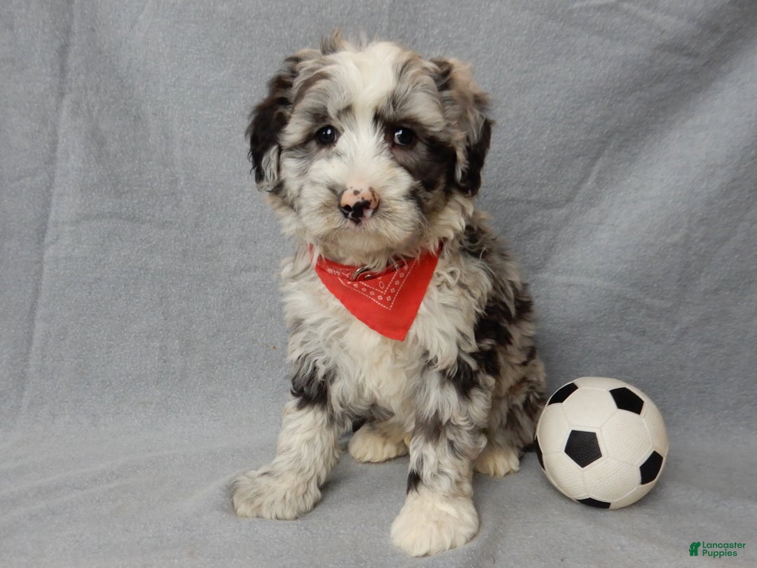 Sheepadoodle dogs for sale: Cash - Ad 6