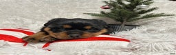 Rottweiler dogs for sale: Sidney - Ad 7