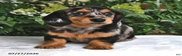 Miniature Dachshund dogs for sale: Dixie - Ad 3