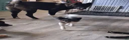 Akita dogs for sale: Yuki the Akita! - Ad 22