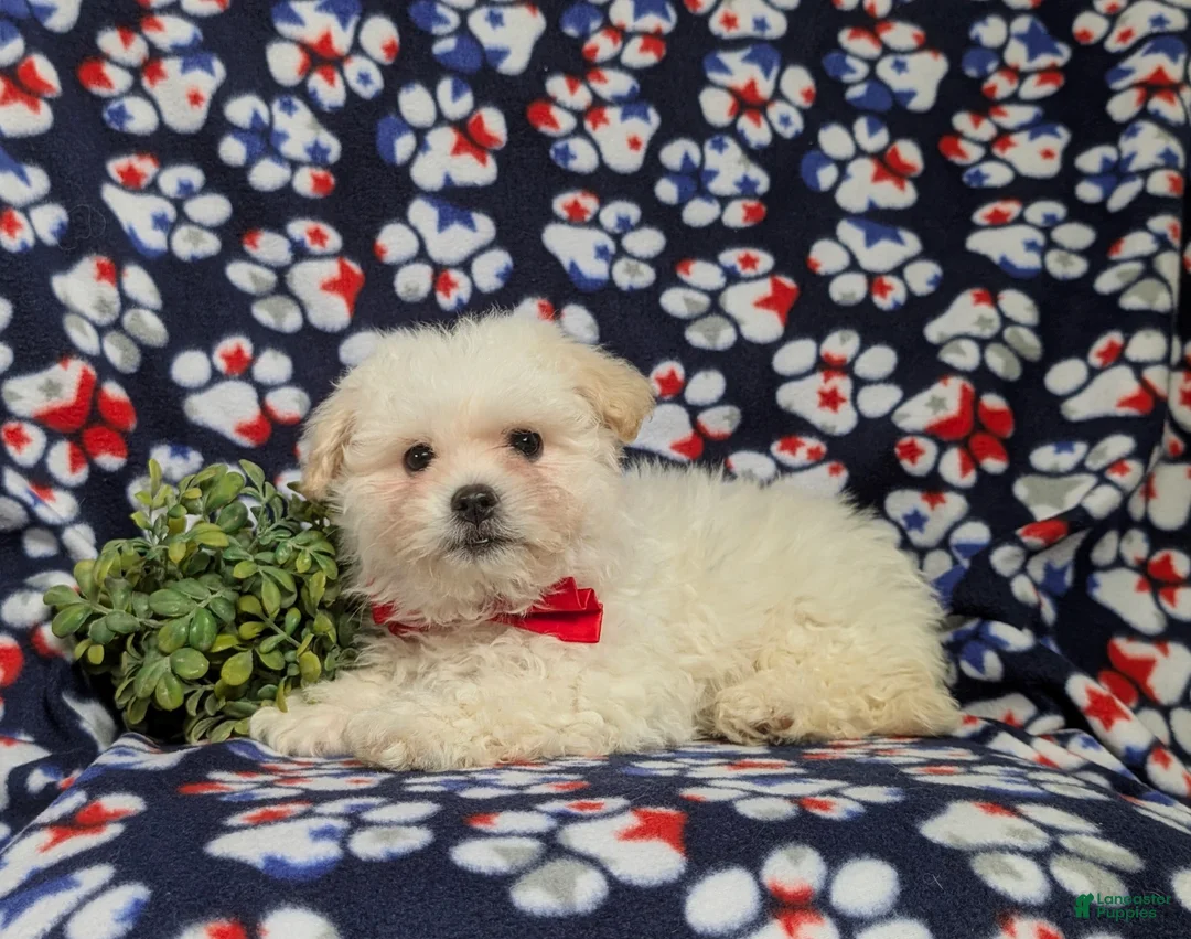 Bichon Frise dogs for sale: Bolton - Ad 8