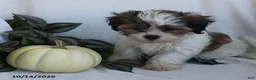 Teddy Bear dogs for sale: Kenny - Ad 1