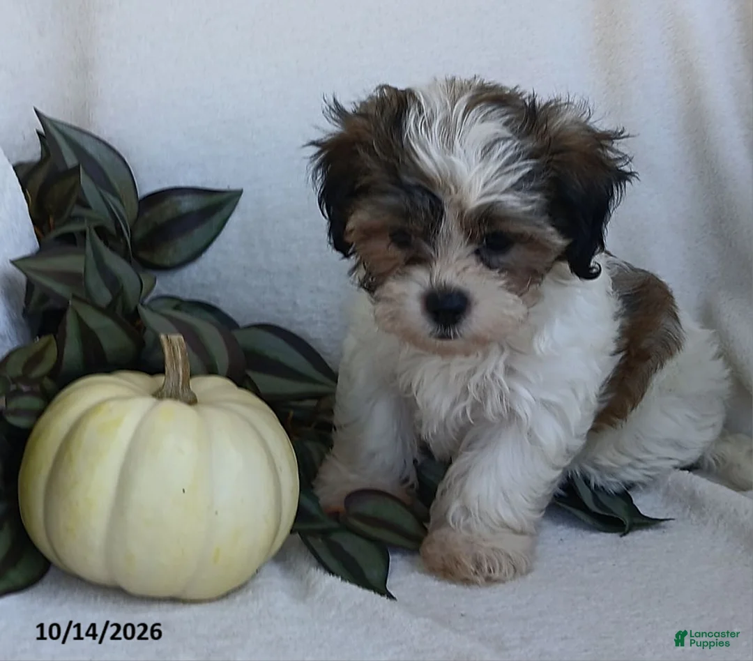 Teddy Bear dogs for sale: Kenny - Ad 1
