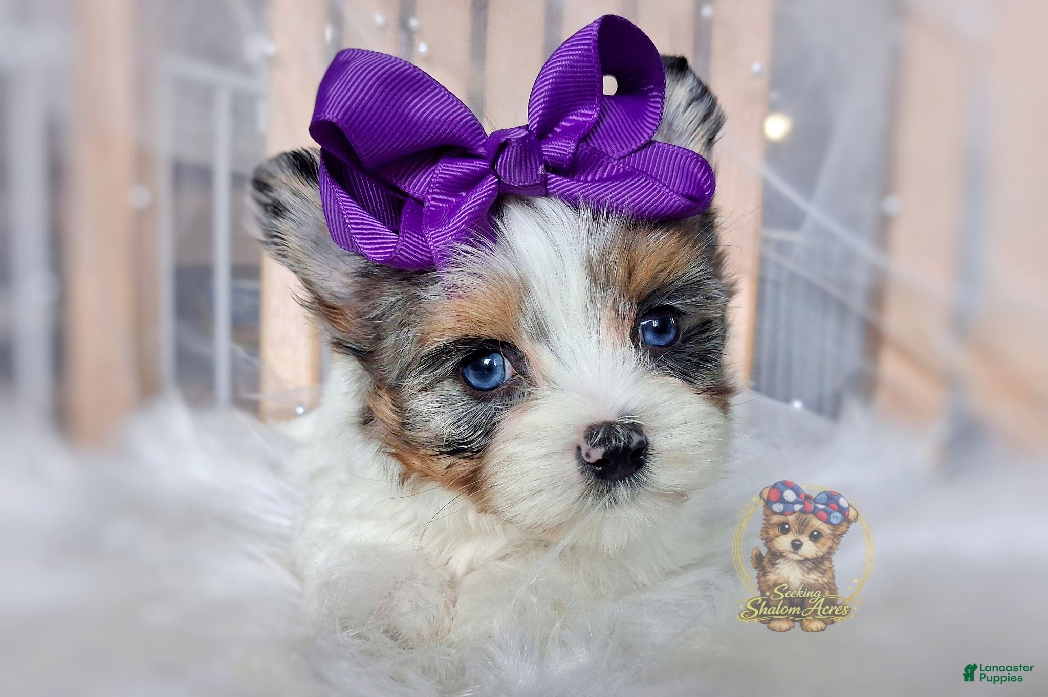 Morkie dogs for sale: Rare Blue Eyed Sina - Ad 3