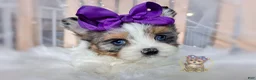 Morkie dogs for sale: Rare Blue Eyed Sina - Ad 1