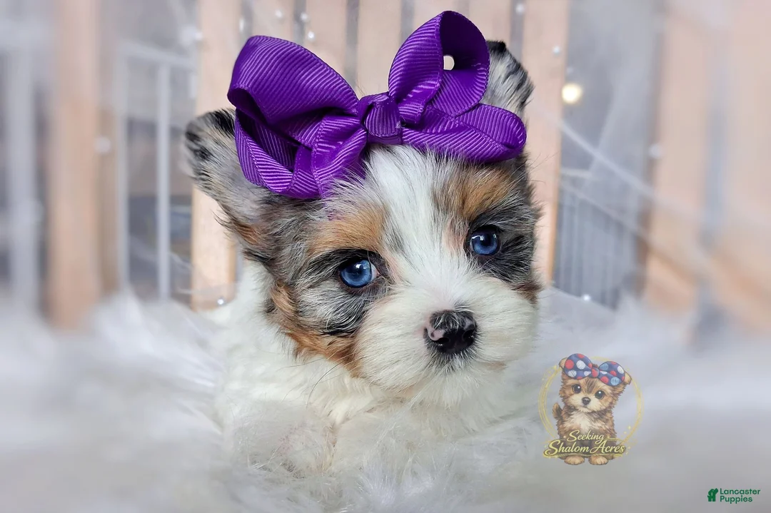 Morkie dogs for sale: Rare Blue Eyed Sina - Ad 1