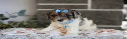 Cavapoo dogs for sale: Charlotte - Ad 11