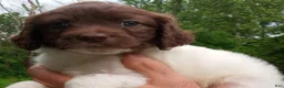 Cockapoo dogs for sale: "Mayim" $350 Elizabeth, IN  near Louisville, KY - Ad 3