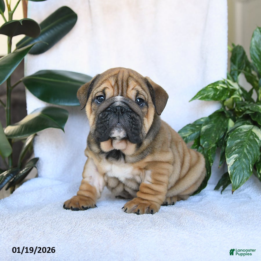 English Bulldog dogs Charmer - Ad 2