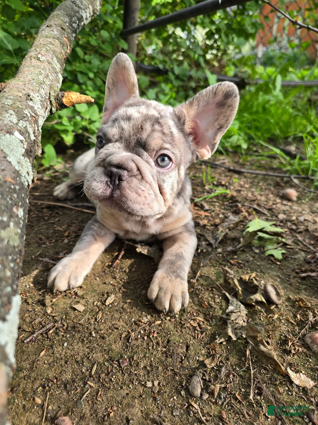 French Bulldog dogs for sale: French Bulldog Puppy 1 - Ad 2