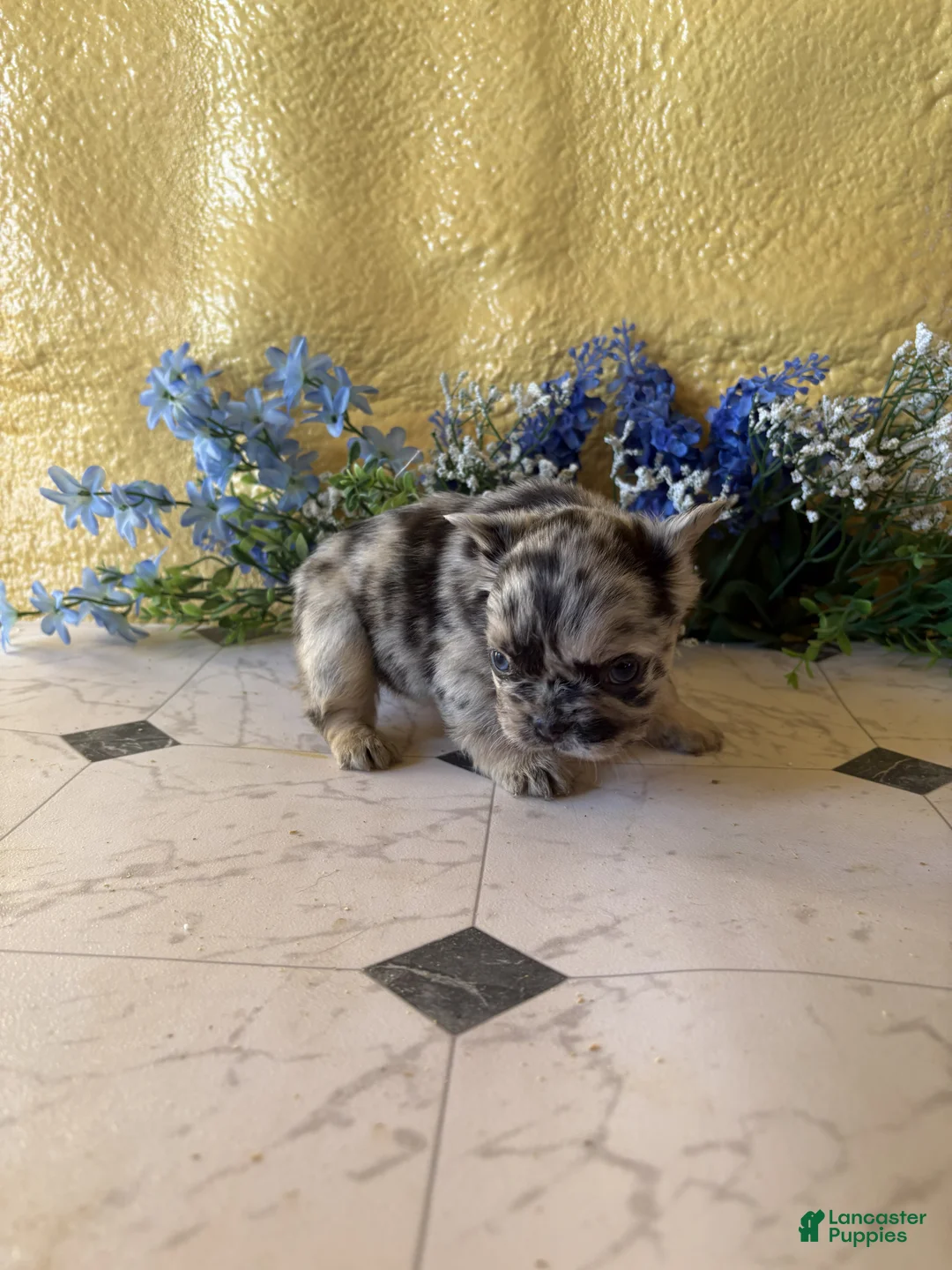 French Bulldog dogs for sale: French Bulldog Puppy 3 Nina - Ad 2