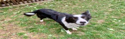 Border Collie dogs for sale: Penelope - Ad 2