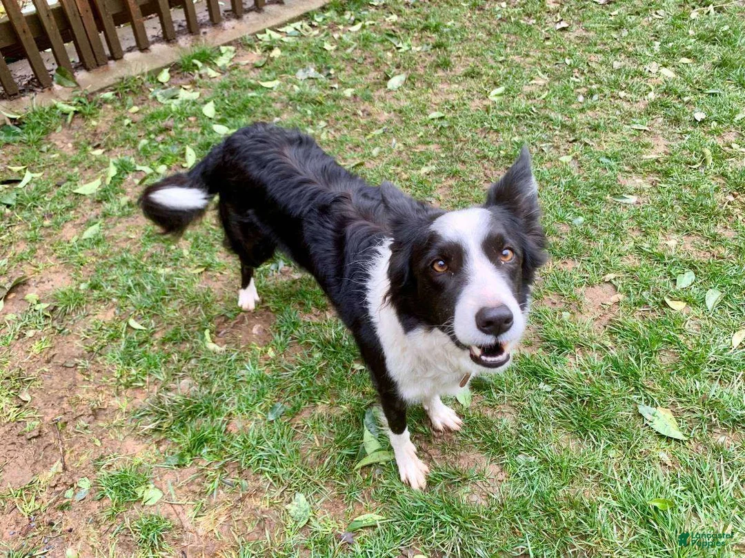 Border Collie dogs for sale: Penelope - Ad 2